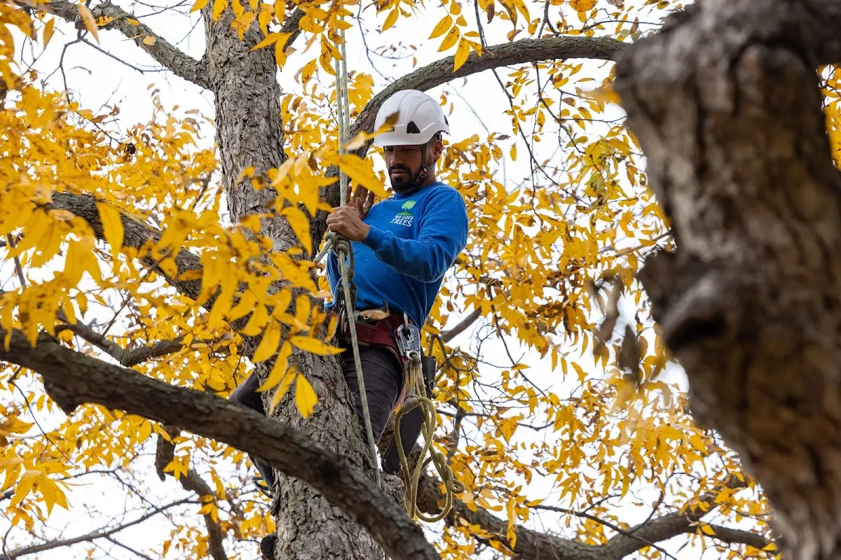 Skilled Storm Damage Cleanup crew working in College Point